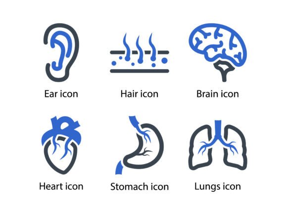 Human Body Organ Icon Set 2: A Designer's Review for Graphics and Icons